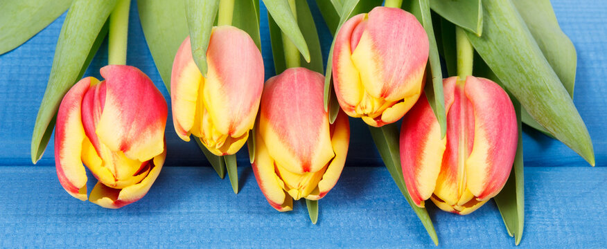 Fresh tulips as surprise for Valentines Day, birthday or other occasions