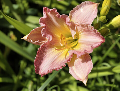 daylily SABRA SALINA porcelain pink with a subtle lilac tint, a golden ring around the green throat
