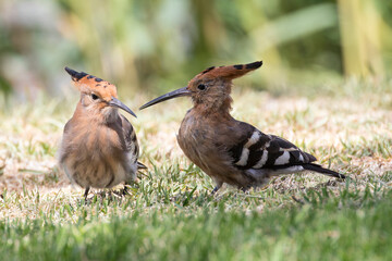 Pair of African Hoopoe or Eurasian Hoopoe  (Upupa epops africana) on bank of Breede River, Western Cape, South Africa in summer. © gozzoli