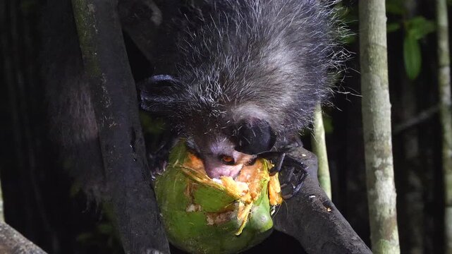 Lemur aye-aye, Daubentonia madagascariensis, at night gnaws out pulp of coconut 731