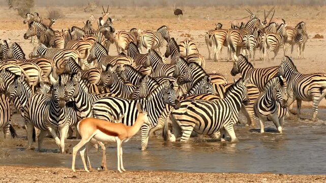 lots of zebras at waterhole drinking nervously, other zebras arrive 450

