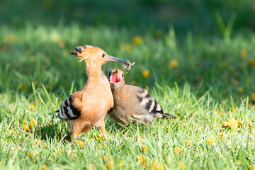 African Hoopoe or Eurasian Hoopoe (Upupa epops   africana)  fledgling soliciting food from adult, Robertson, Western Cape, South Africa  © gozzoli