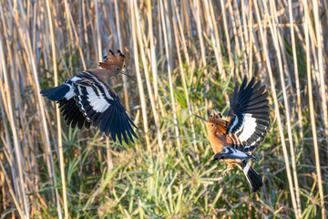 Breeding pair of African Hoopoe (Upupa epops africana) performing courtship display at dawn, Breede River, Western Cape, South Africa © gozzoli