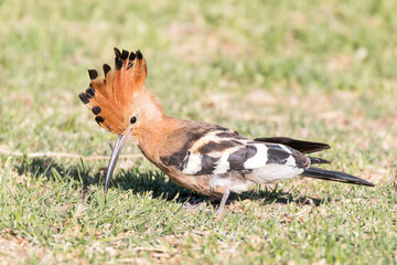 African Hoopoe or Eurasian Hoopoe (Upupa epops africana)  with crest raised foraging in grass, Western Cape, South Africa © gozzoli