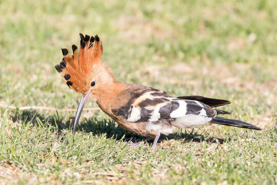 African Hoopoe or Eurasian Hoopoe (Upupa epops africana)  with crest raised foraging in grass, Western Cape, South Africa
