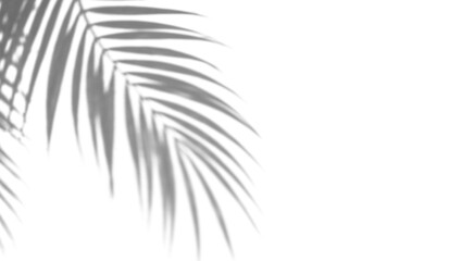 Minimalist palm leaf shadow element on transparent background. Simple clean palm leaf silhouette with soft natural light effect, ideal for mockups, product photography, and minimalist design overlays. © Foysal Fuyad
