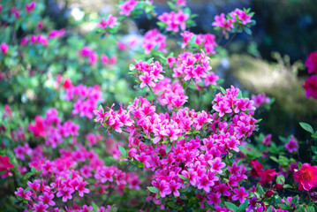 Fototapeta premium Pink azalea flowers blooming in a spring garden with selective focus and soft blurred background. Ideal for gardening, landscaping, seasonal and floral design concepts.