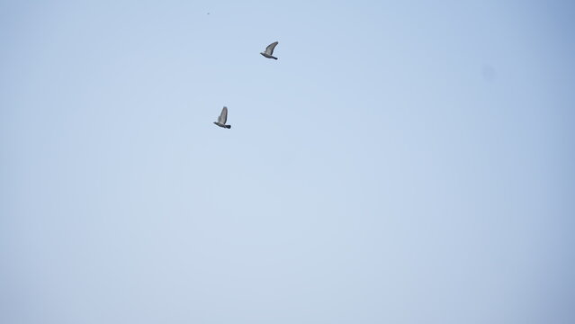 seagull flying in the sky