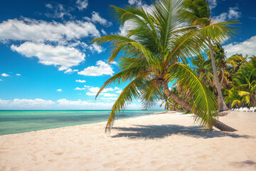 Tropical beach with white sand, turquoise ocean and leaning palm tree summer vacation on an island © ValentinValkov