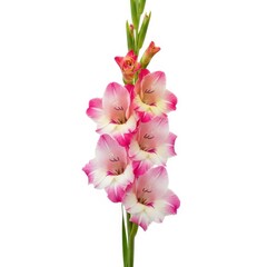 Obraz premium Pink and white gladiolus flowers in full bloom on green stems