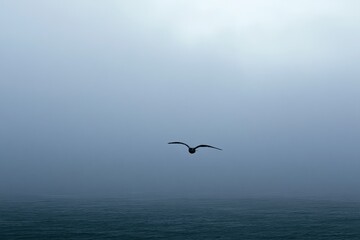 Obraz premium Solitary bird soars through thick, moody ocean fog