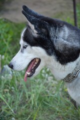 Siberian Husky in profile with open mouth and tongue out. Close-up portrait of a purebred dog wearing a pinch collar on a grass background. © Juliia Mytro