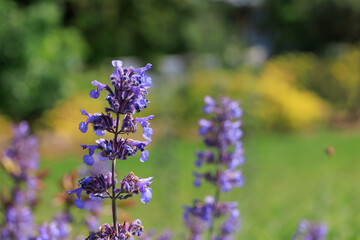 Obraz premium Nepeta dropmore blooms in a garden setting with blurred background and green grass under bright sunlight