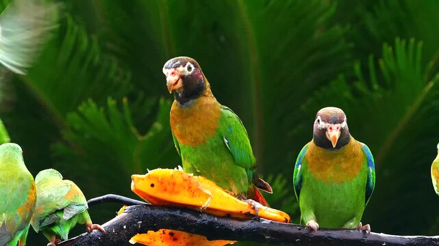 brown-hoodes parrots and orange-chinned parakeet at feeder, close 234
