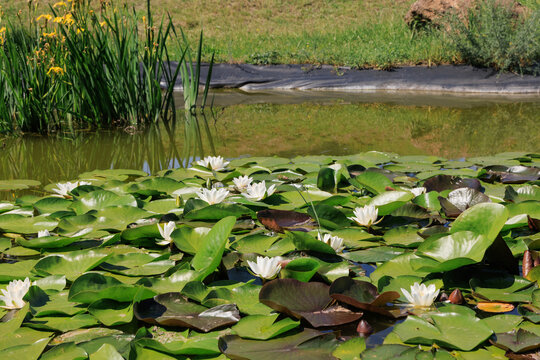 Blooming water lilies float on the surface of a pond with green leaves and yellow flowers in the background during a sunny day