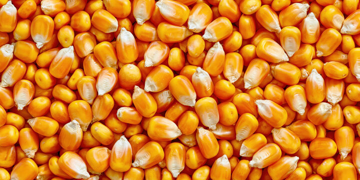 Close-up view of vibrant orange corn kernels
