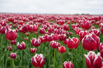 Obraz premium tulipanki