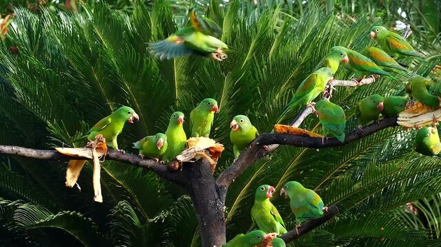 flock of orange-chinned parakeet at feeder, bickering and eating bananas 274