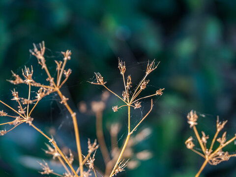 Dry umbellifer flower stalks with delicate spider web on a blurry green background
