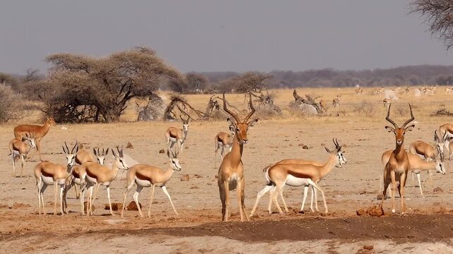 impalas, Aepyceros melampus, close to the water hole, restless 582
