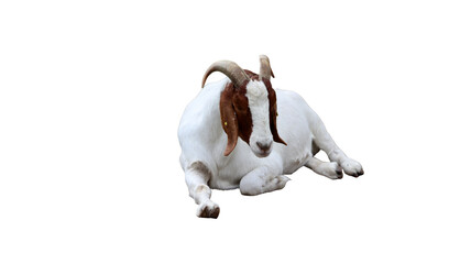 A white goat with brown head markings lying down peacefully on a white background livestock ruminant domestic agriculture grassland creature breeding portrait isolated © Adiba