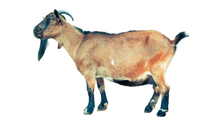 A side profile of a medium-sized goat standing on a clean white background with livestock ruminant domestic agriculture isolated background portrait standing wildlife pastoral © Adiba
