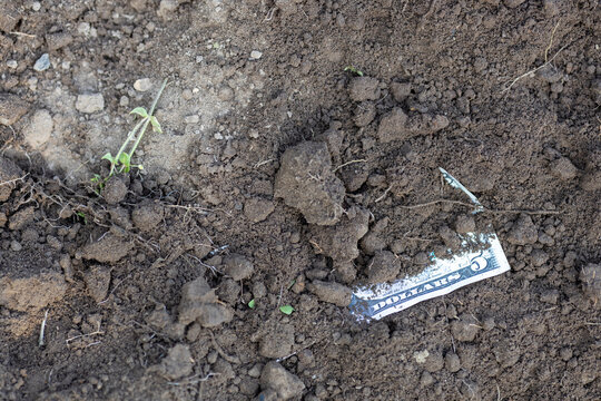 Useless Cash Five Dollars Lost in the Ground