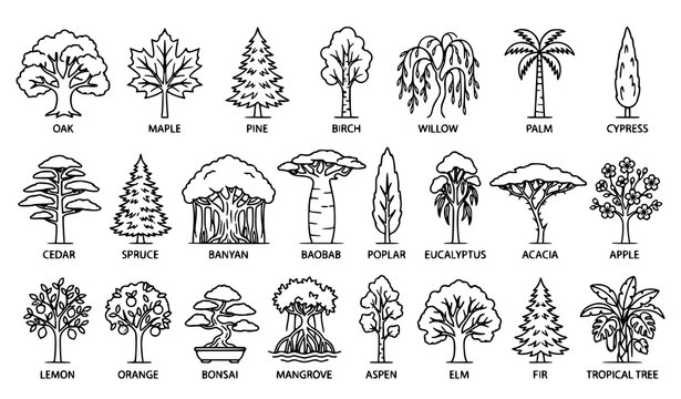 Tree Species Outline Icon Collection with Named Botanical Forest Garden and Landscape Plant Symbols