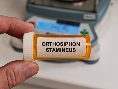 ORTHOSIPHON STAMINEUS herbal botanical supplement for urinary and kidney support