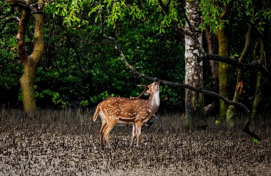 The chital, also called spotted deer and axis deer, is a deer species native to the Indian subcontinent. It was first described by Johann Christian Polycarp Erxleben in 1777.