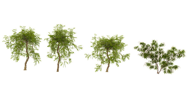 Collection of Moringa,Pieris trees on transparent background