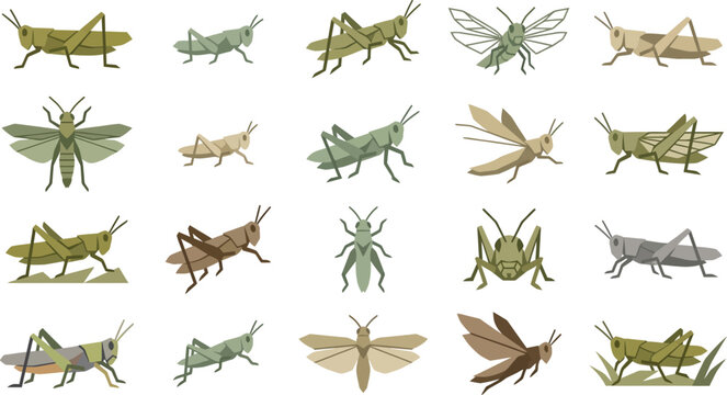 Grasshopper and locust vector collection with various jumping bugs, crickets, and cicadas