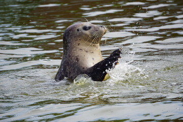 Close up portrait of a cute and funny seal poking its head out of the North Sea water and waving its flippers © AlexanderRuszczynski