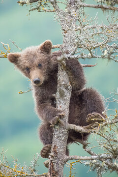 Brown Bear cub in spruce tree at Brooks Falls in Katmai National Park, Alaska