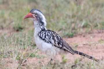 Southern Red-billed Hornbill (Tockus rufirostris) at dawn,  Mpumalanga, South Africa © gozzoli