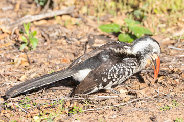 Southern Red-billed Hornbill (Tockus rufirostris) foraging for insects at dawn, Mpumalanga, South Africa © gozzoli