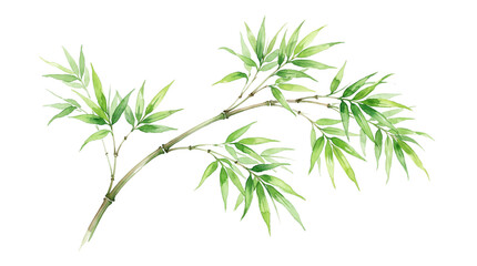 Obraz premium Watercolor bamboo branch with green leaves, hand painted botanical illustration, zen style bamboo foliage for spa and wellness design isolated PNG with Transparent Background