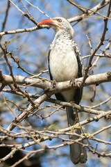 Southern Red-billed Hornbill (Tockus rufirostris) perching in woodland, Limpopo, South Africa © gozzoli