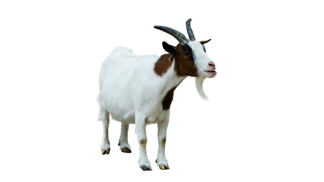 A white and brown goat standing on white background with livestock agriculture domestic creature ruminant farmyard pastoral wildlife mammalian standing