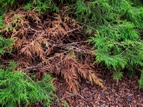 Brown dried conifer branches among healthy evergreen foliage