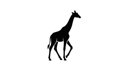 Fototapeta premium Elegant giraffe walking silhouette vector illustration isolated on white background