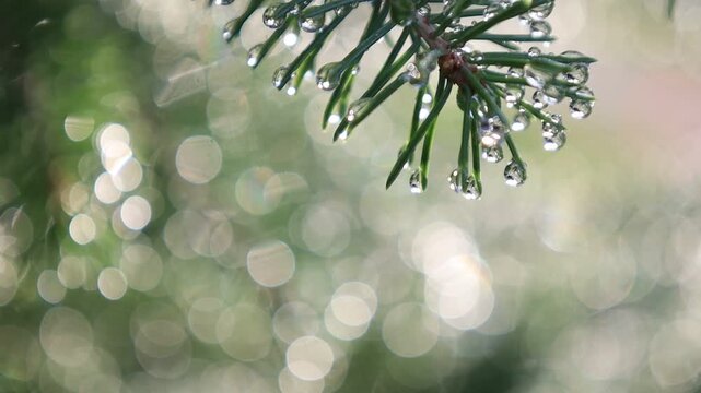 Primary: Sunlit Evergreen Pines with Sparkling Dew Drops & Soft Lens Bokeh.  Captured in lush close-up macro detail, vibrant evergreen pine branches glisten under soft morning sunlight following fresh