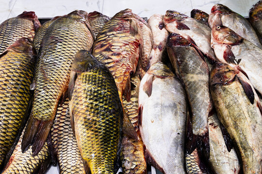 Fresh whole fish displayed in rows at an oriental bazaar in Bukhara Uzbekistan. Glistening carp and freshwater fish piled on a market counter. Ideal for food industry, market culture, and travel.