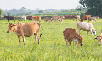 Fototapeta premium Aerial of cows eating green rice and grass field. Animals in agriculture farm. 