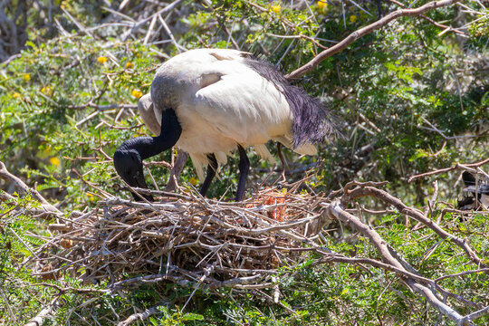 Breeding adult African Sacred Ibis (Threskiornis aethiopicus) attending to the nest, Leidam, Montagu, Western Cape, South Africa