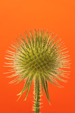 Close-up of globular head Dipsacus strigosus, after flowering, with great depth of field on a colorful background.