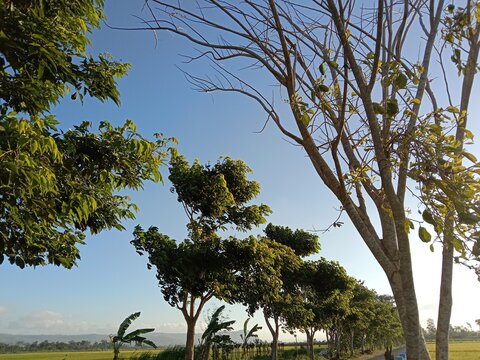 The mahogany tree stands tall with a spreading canopy and dense green foliage. The backdrop of a clear blue sky and surrounding trees creates a cool, natural atmosphere, showcasing the beauty and shad