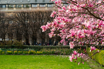 Blooming pink magnolia trees frame a public park with a green lawn and flowerbeds. Classic European architecture and blurred people are visible in the background. © dsbedarieva