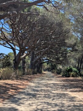 Scenic dirt path lined with large umbrella pine trees casting shadows on a sunny summer day in Porquerolles, French Riviera.