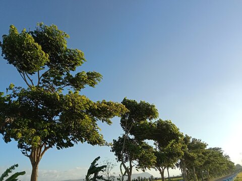 The mahogany tree stands tall with a spreading canopy and dense green foliage. The backdrop of a clear blue sky and surrounding trees creates a cool, natural atmosphere, showcasing the beauty and shad
